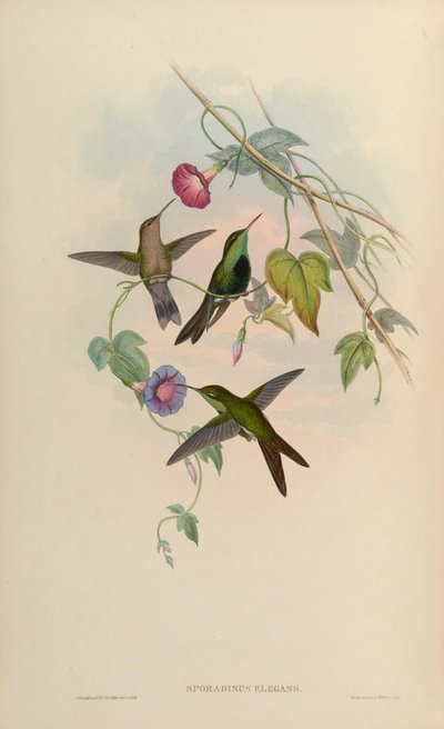 Sporadinus elegans = Chlorostilbon swainsonii - John Gould